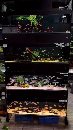 Garnelio on Instagram: "Warum nutzen Großhändler Glas-auf-Glas-Aquarienanlagen? Durch den Verzicht auf Gestelle entsteht eine klare, vollständig einsehbare Struktur. Mehrere Becken werden direkt aus Glas aufeinander aufgebaut, oft auf mehreren Etagen. Das ermöglicht eine platzsparende Anordnung, bessere Übersicht über die Tiere, gleichmäßige Lichtverteilung und effizientere Arbeitsabläufe bei Pflege und Kontrolle. In der Regel sind die Anlagen durch fehlende Alu Steckmodelle sogar günstiger. #aq