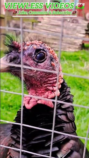 Up close with a curious turkey 🦃 | Farm animal close-up short #farmlife #farmanimals #turkey
