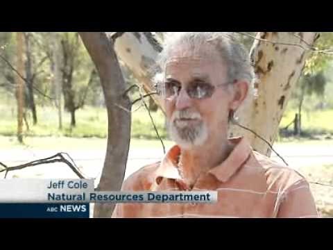 Rats plague Central Australia