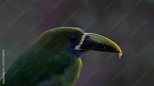 Bird portrait. Blue-throated Toucanet, Aulacorhynchus prasinus, green toucan bird in the nature habitat, exotic animal in tropical forest, Mexico. Wildlife scene from nature.