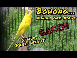 Suara pancingan burung parkit paling ampuh