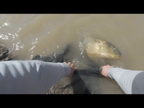 B Line by Rede River - Long Haul Mk2 - Fly Fishing for Carp at Distance