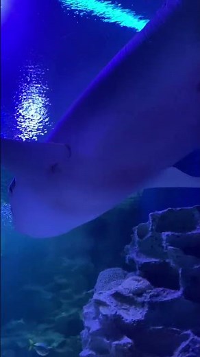 Shark Aquaria KLCC #aquariaklcc #shark #malaysia #babyshark