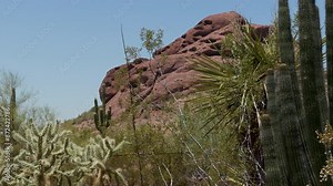 38 Phoenix Arizona cactus nature botanical garden desert landscape