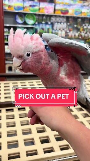 Best Parrot Options for Your Pet - Find Your Perfect Avian Companion