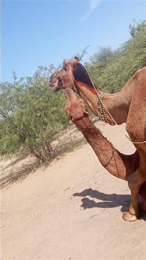 female camel sound #camel #animals