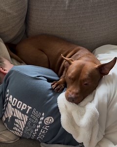 Dis is WAY better than one beds 🐶 #tatumtalks #dogsofinstagram #funnyanimals #talkingdog | Tatum Talks