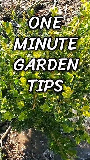 How to fertilize Boxwoods 🌿