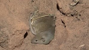 NEW MICE MONITORING TOOL AVAILABLE FOR AG INDUSTRY - NBN News