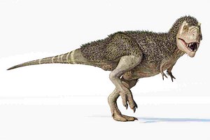 New Science From Fossils See Dinosaurs With Feathers Key Takeaways Based On The Dinosaur Illustrations That Many Of Us Grew Up Seeing And Movies Such As The Jurassic Park Series, People Tend …