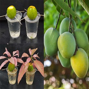141K views · 6.3K reactions | How to grow mango tree using small mangos | Rana Craft | Facebook