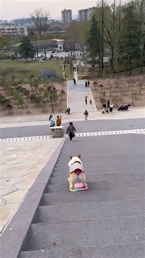 Dog Mastering the mini skateboard Me My hair stood on end just watching #Corgi #DogSkate