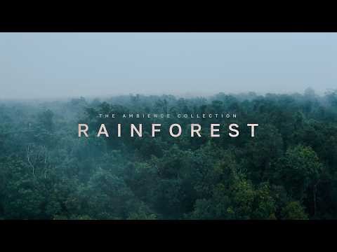 Rainforest Jungle Ambience Sound Effects | Birds, Insects & River Textures