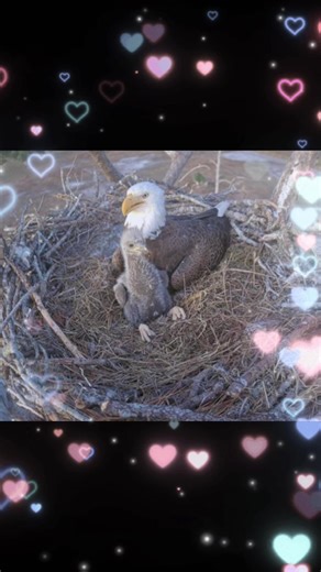 UPDATE The missing eagles F23 has not been confirmed as the one found deceased. Although it probably is her as of right now fishing wildlife are saying they cannot confirm that it is. #happeningnow #viralvideo #jackieandshadow #eagles #southwestfloridaeaglecam