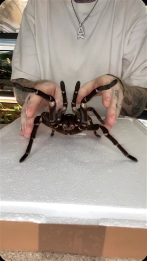 Adrian Kozakiewicz/Insecthaus® | Biggest Tarantula in the world! Theraphosa blondi | Instagram