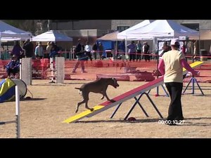 Weimaraner Agility Cassi