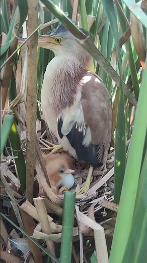 Yellow Bittern Family: New Life in the Nest 🌿💛 | Birds Real Shot