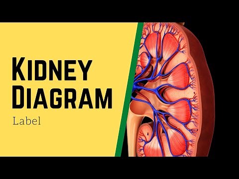 Kidney Diagram Labeling Quiz - Label The Parts Of The Kidney - Interactive Diagram Online