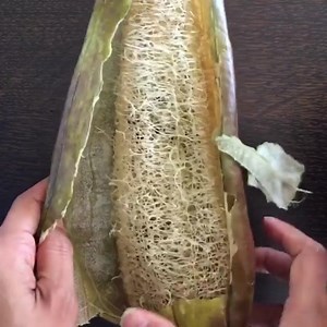 7.3K views · 205 reactions | [Sound on! ] Peeling luffa! Did anyone else grow luffa this year? How did yours turn out? - Repost from @mybrentwoodgarden | Kellogg Garden | Facebook