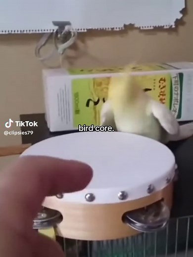 Hilarious Bird Memes That Will Make You Laugh