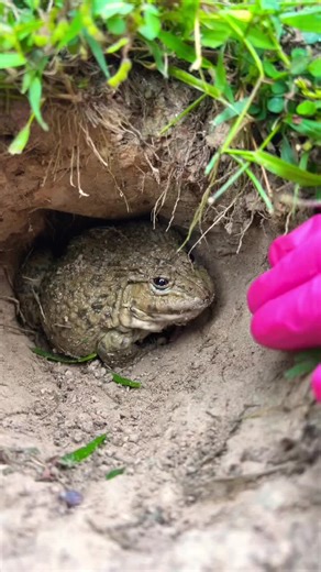 frog #reels__tiktok #funnymoments #animal #anacondashow #tranding