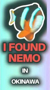 I found Nemo in Okinawa 沖縄でニモを見つけたよ #scubadiving #japan #okinawa #findingnemo #fish #blue #coral