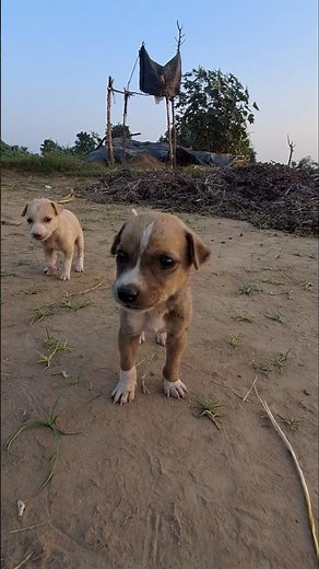 Amazing Cute Doggy Indian Village Life - Indian Dog Doggy Facts