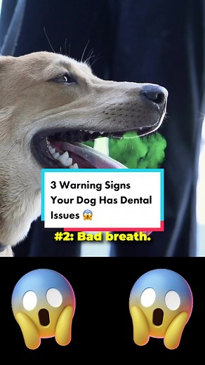 PetLab Co. on TikTok