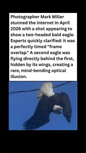 Glitch in the Matrix? 🦅🦅 Double-Headed Eagle! #wildlife #facts #shorts