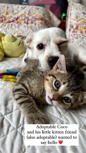 Good Morning, Coco!!! He’s 6-7 months old and ready for a forever home! His kitten pal is also single so maybe a twofer? Applications are available on our website. Happy Sunday. Foster @nolascaro | A Purposeful Rescue