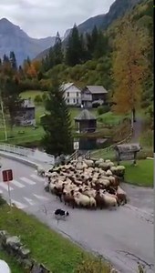690K views · 23K reactions | L'INCROYABLE TRAVAIL DU CHIEN DE BERGER ! Que serait un berger sans son border collie ? Ici à Sixt-Fer-à-Cheval (Haut Giffre-Haute Savoie-Alpes-France). Un très grand merci à Amanda Zilliox pour cette vidéo. | La Place du Village | Facebook