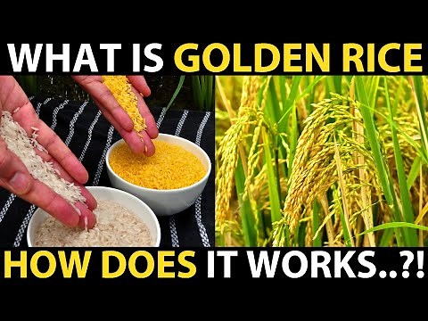 What is GOLDEN RICE..? How Does it works..?! Genetically Modified Rice | Biotechnology