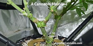 Main-Lining Cannabis - How To Mainline Cannabis Plants - Coco For Cannabis