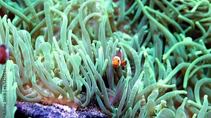 Red and white striped clownfish. Fish swim among the algae. Ocean floor. Sea life. School of clownfish.