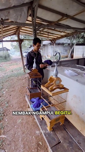 seni main pleci busto ⁉️ #plecimania #lucu #hobiburung #totalbukpar #hiburan