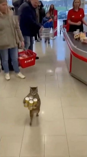 Cat Steals Beer Like a Boss! 🐱🍺 Funny AI Pet Shorts