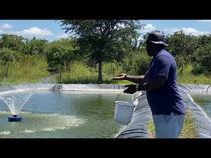 FISH FEEDING IN A POND AS A BEGINNER | TILAPIA FISH FARMING IN ZAMBIA