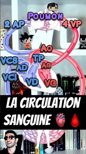 Blood circulation 🫀