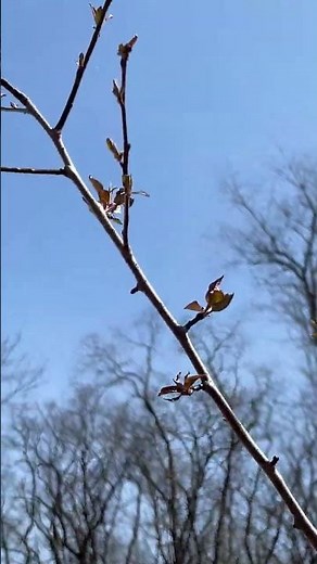 FOLLOW-UP: transplanted #crabapple