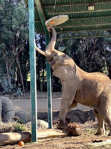 That’s one small step for Osh...one giant leap for elephant enrichment 🎃 Our elephant care team prepared this puzzle — the big guy had to step on a log to reach the hanging pumpkins. Osh was up to the task! Challenges like this keep Osh physically and mentally sharp. 📹: Keeper Marisa | Oakland Zoo