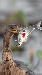 2.9M views · 53K reactions | The anhinga aka snakebird, water turkey,...