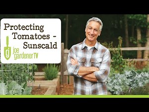 How to Protect Your Tomatoes From Sunscald