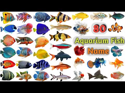 Aquarium Fish Vocabulary ll About 80 Aquarium Fishes Name In English With Pictures ll Aquarium Fish
