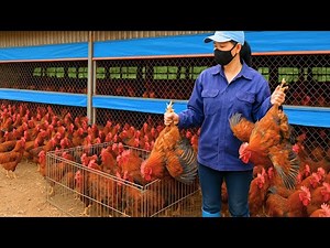 Buying Broiler Chickens at a Rural Farm in Vietnam.