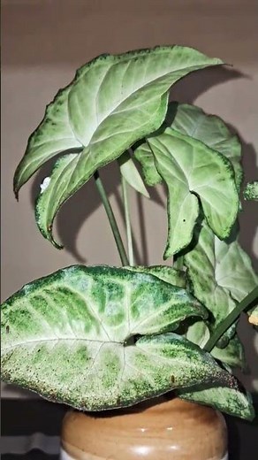 Indoor Caladium plants in my home 🏡#indoorplants #plants #viral #caladium #garden #plantcare #trends