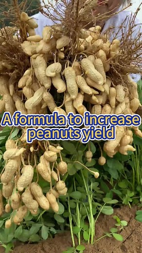 Ultimate Guide to Planting Peanuts in Agriculture