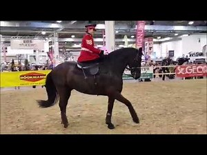 Reiten im Damensattel - EQUITANA 2023 St Georg Ring