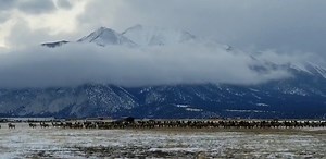 Describe this AMAZING video in one word! (GIFs are welcome!) Thanks to Michael Randol for capturing this elk herd in Colorado. (This is near Nathrop south of Buena Vista) | KKTV 11 News