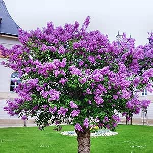 Purple Old Fashion Lilac Tree Live Plant, Lilac Bushes Live Plant for Gardening, 20 to 28 Inc Tall, Purple Flower
