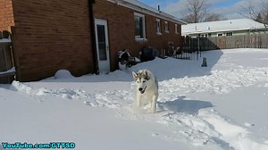 Huskies LOVE Snow! - Gone to the Snow Dogs | Gone to the Snow Dogs